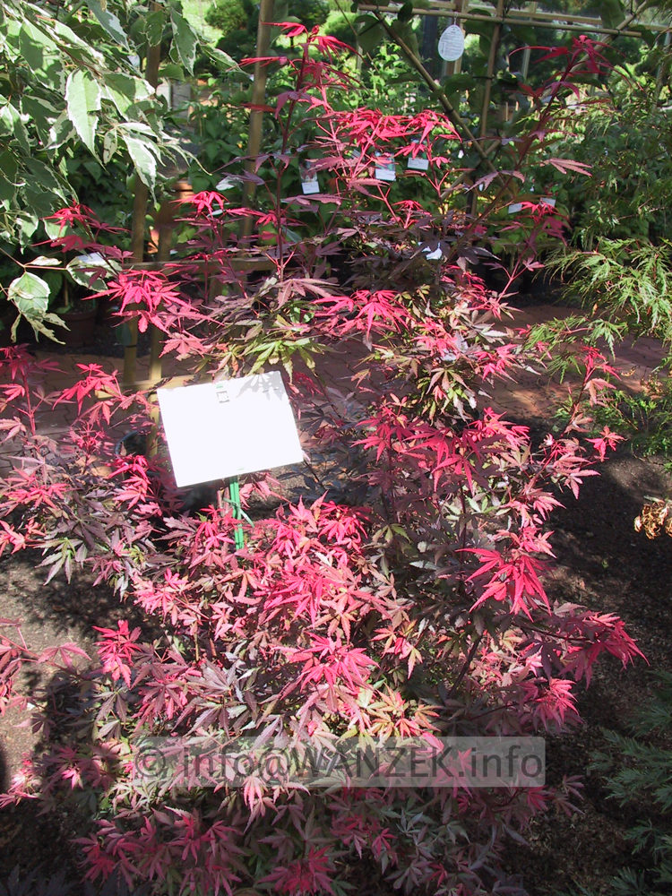 Acer palmatum Atropurpureum.JPG